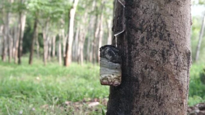 橡胶树液攻丝过程中，瓶子的选择性聚焦挂在橡胶树上