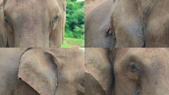 4k电影慢动作野生动物自然镜头，在阳光明媚的日子里，一头大象从泰国清迈山区丛林中间近距离拍摄。