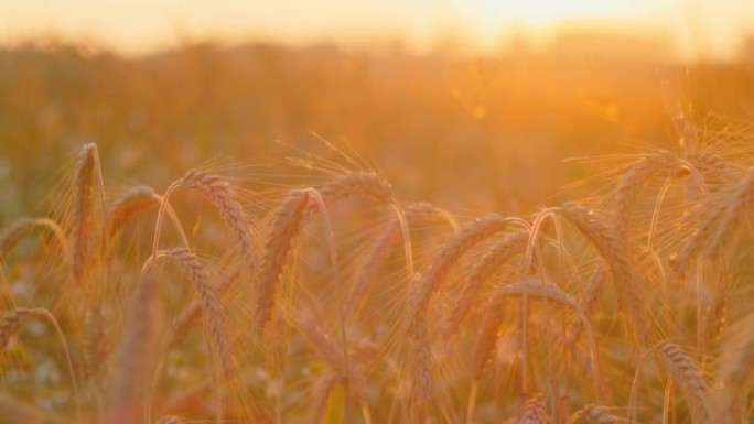 麦田，麦穗在慢动作中摇曳，微风轻拂，特写镜头。夏季傍晚健康成熟的小穗。肥沃的土壤，丰收节，作物产量。