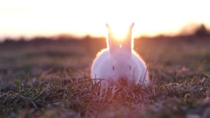 Little white bunny at a beautiful sunset, he is ea