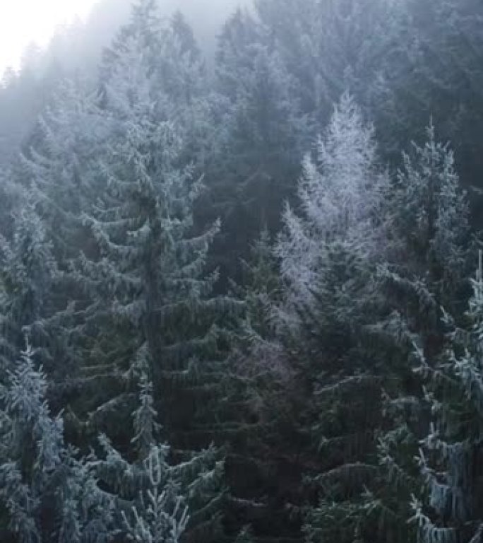 无人机拍摄的白雪皑皑的森林，背景为火树雾蒙蒙的天空