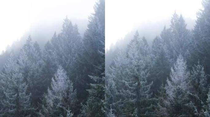 无人机拍摄的白雪皑皑的森林，背景为火树雾蒙蒙的天空