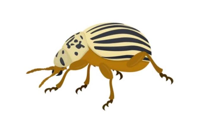 科罗拉多马铃薯甲虫。昆虫的动画。卡通