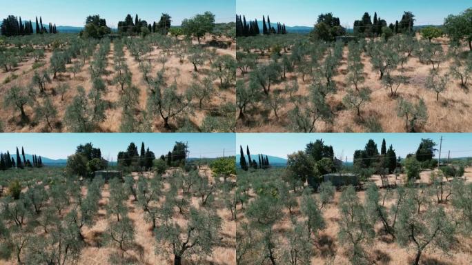 托斯卡纳 (Toscana) 橄榄树生长的土地的鸟瞰图