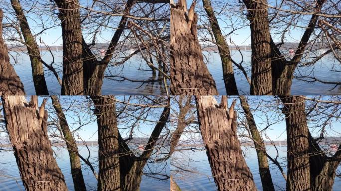通过树木和树枝平移马焦里湖的景色