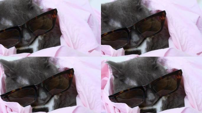 funny gray cat in sunglasses and a glamorous pink 