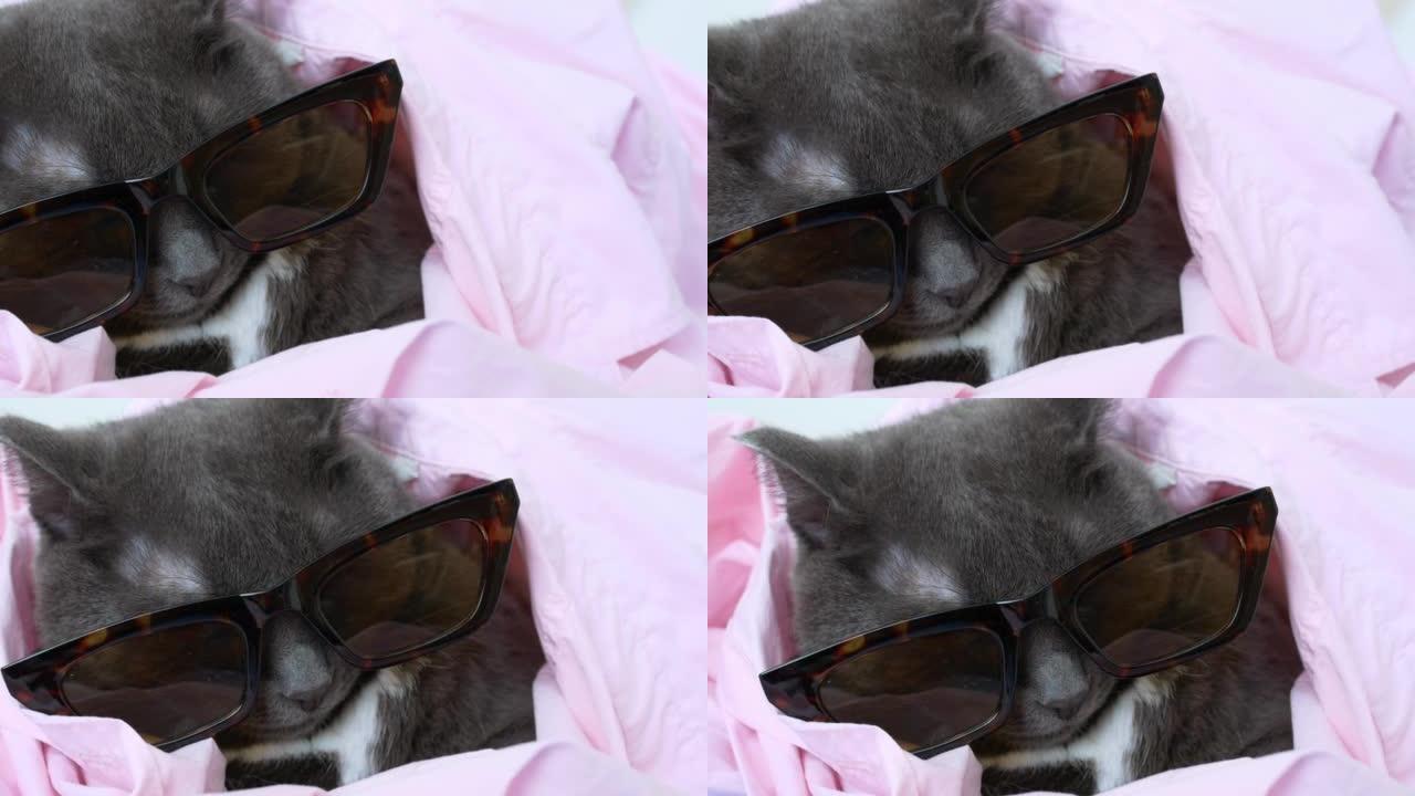funny gray cat in sunglasses and a glamorous pink 