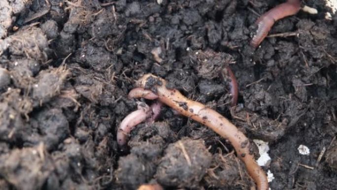 一桶土壤中的花园lob蠕虫的特写