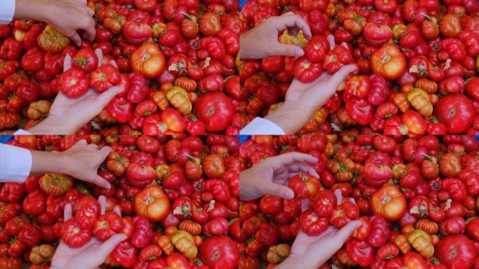 在传统的本地市场中选择番茄