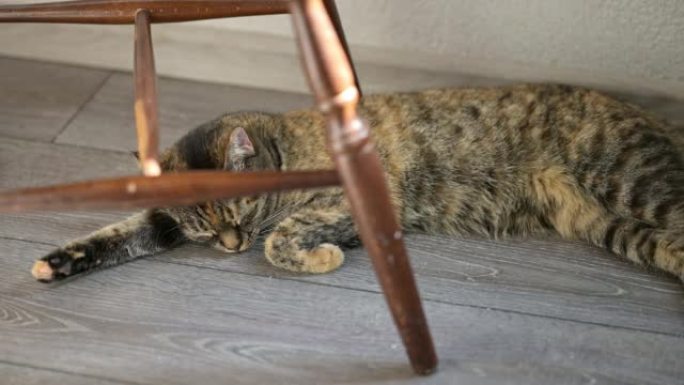 白天在灰色地板上睡觉的虎斑猫的短暂时间。平静和放松的概念。