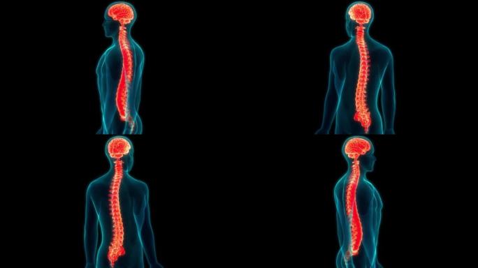 人体神经系统中枢器官脑解剖动画概念