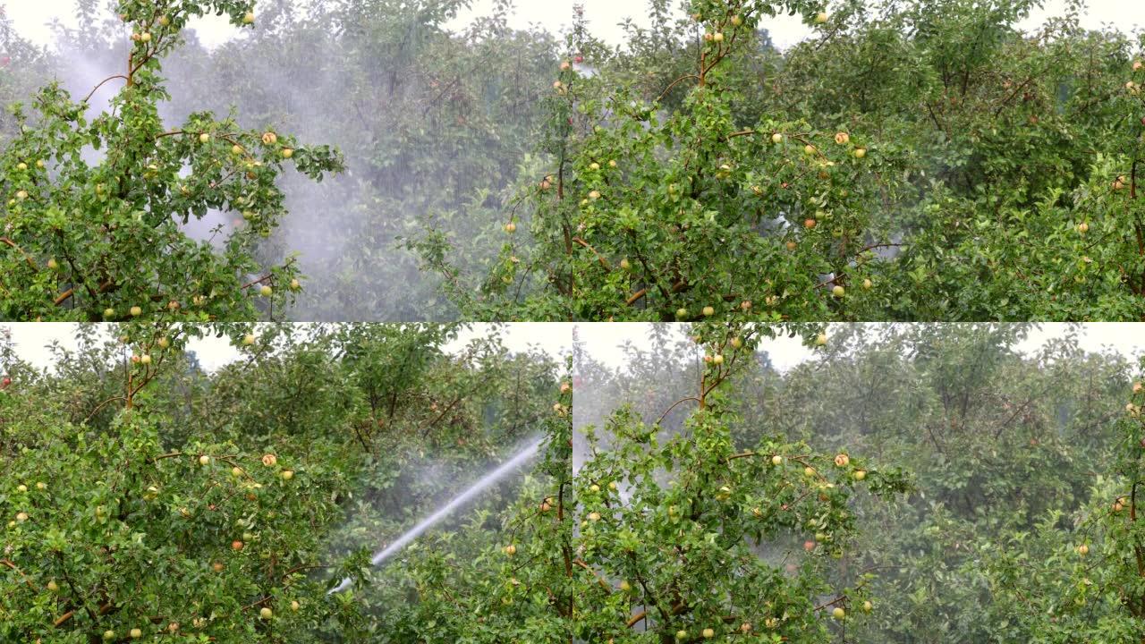 苹果田的灌溉系统