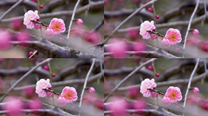 粉红色梅花的向上倾斜视频。