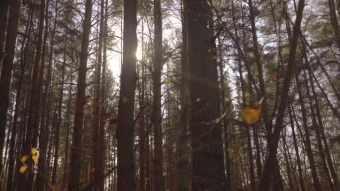 Sun Rays Shine Through The Pine Forest. Smooth Cam