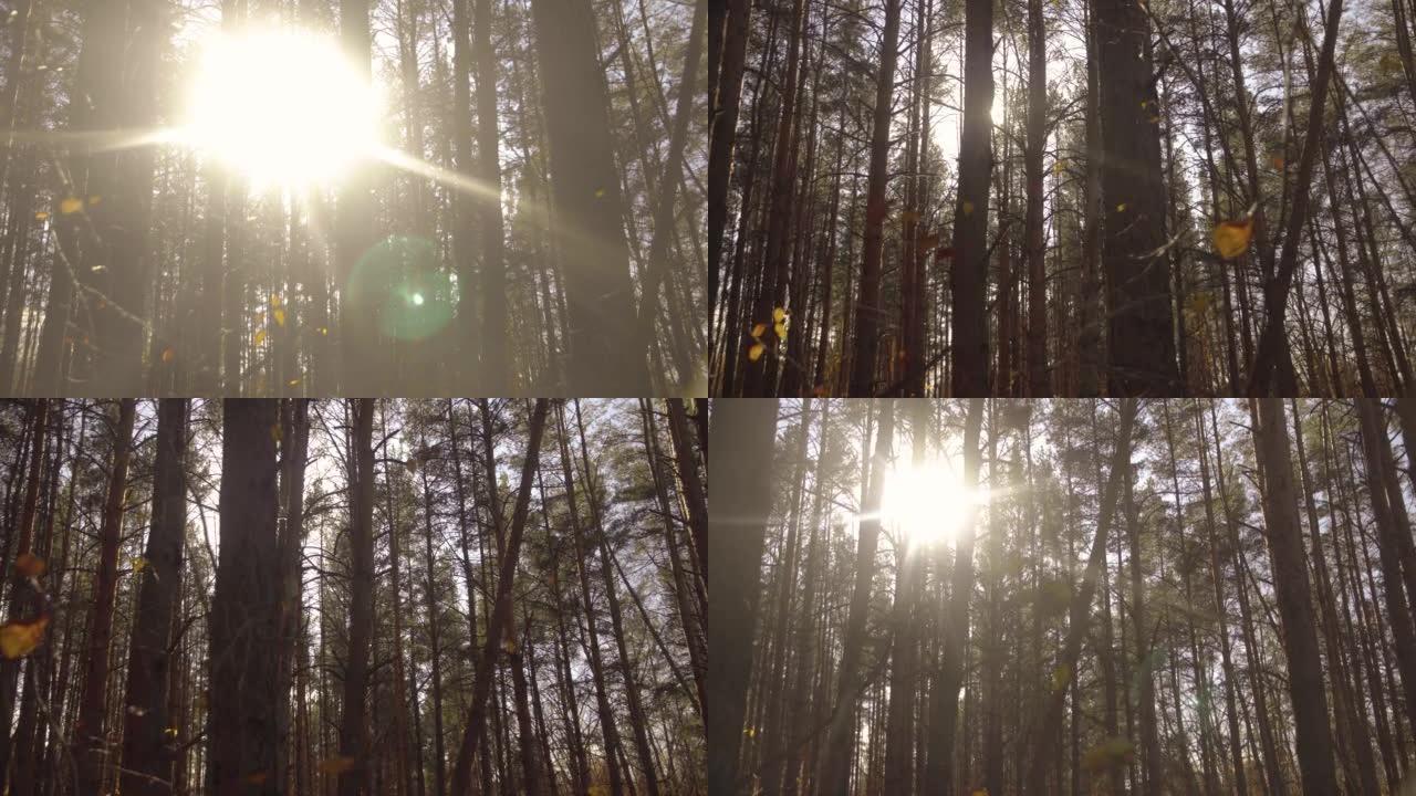 Sun Rays Shine Through The Pine Forest. Smooth Cam