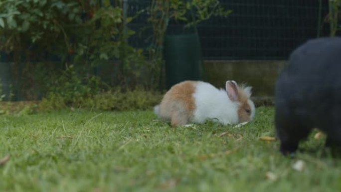 两只小兔子在花园里跳来跳去。
