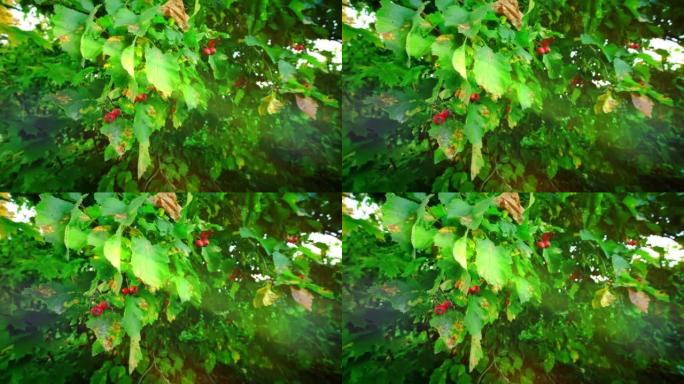 绿色灌木丛上的红色罗莎犬臀部在风中慢慢摆动，光线和刺眼的阳光，慢动作。