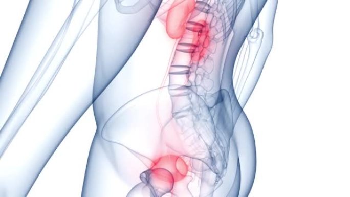 具有膀胱解剖动画概念的人类泌尿系统肾脏