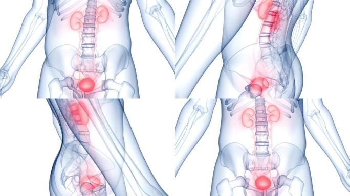 具有膀胱解剖动画概念的人类泌尿系统肾脏