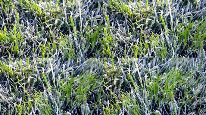 晨露在绿草上结冰。第一次霜冻。为越冬准备草坪。特写。复制空间。横幅。深秋。天气预报的概念背景。自然细