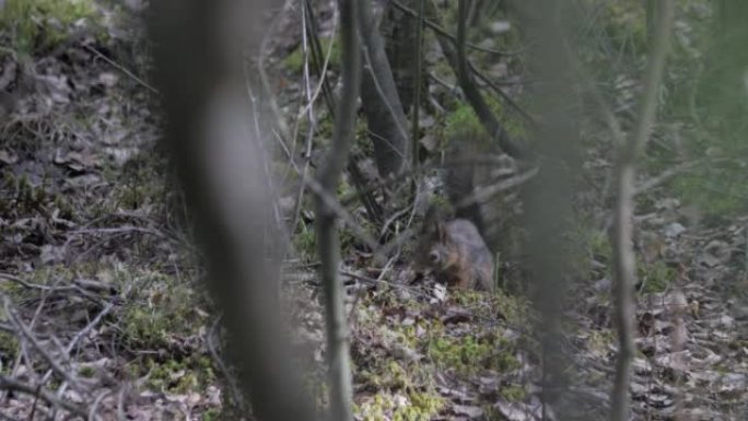 松鼠在北方森林中觅食，在树枝之间看到，春天