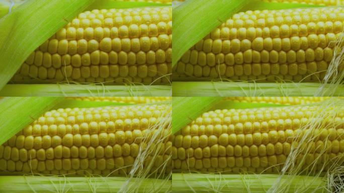 用玉米胡须和叶子拍摄成熟的玉米头的特写镜头，相机的慢动作