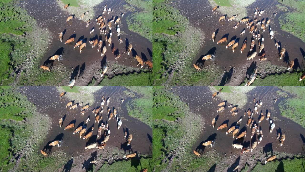 祁连山自然保护区奶牛饮水鸟瞰图
