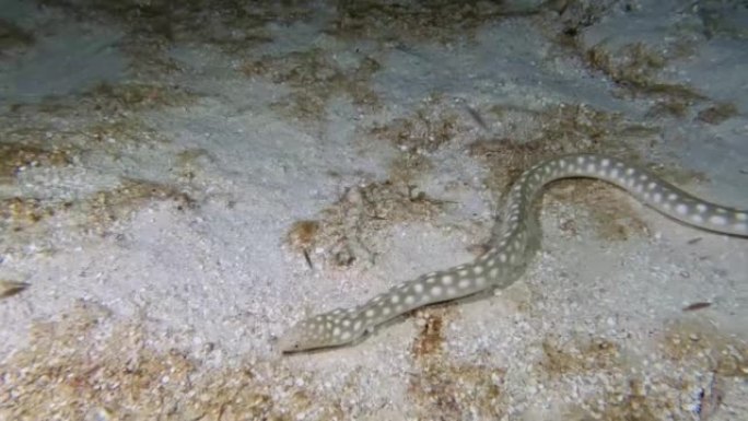墨西哥科苏梅尔夜间鲨鱼鳗 (Myrichthys breviceps) 的4k视频