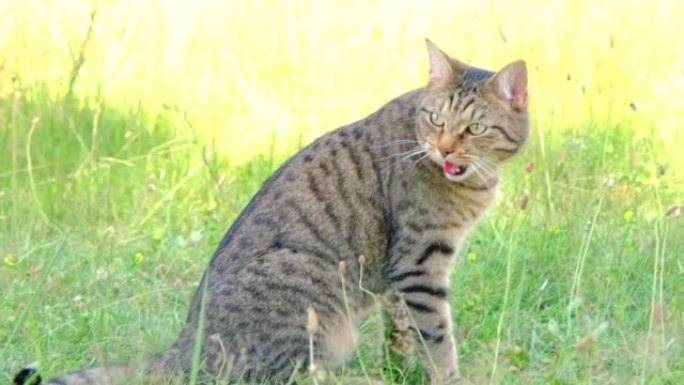 由于高温，猫的舌头伸出来呼吸沉重。宠物在夏天遭受高温，躺在阴凉处的草地上。