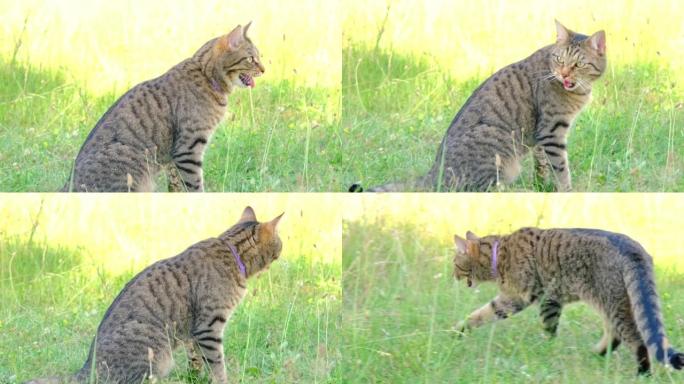 由于高温，猫的舌头伸出来呼吸沉重。宠物在夏天遭受高温，躺在阴凉处的草地上。