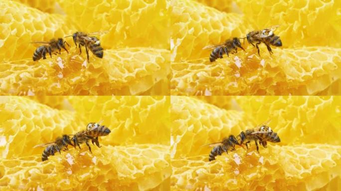 两只蜜蜂坐在金色的蜂窝上加工，产生蜜蜂蜂蜜。