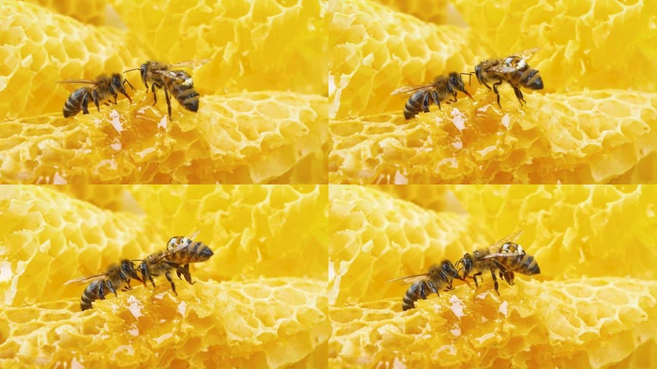 两只蜜蜂坐在金色的蜂窝上加工，产生蜜蜂蜂蜜。
