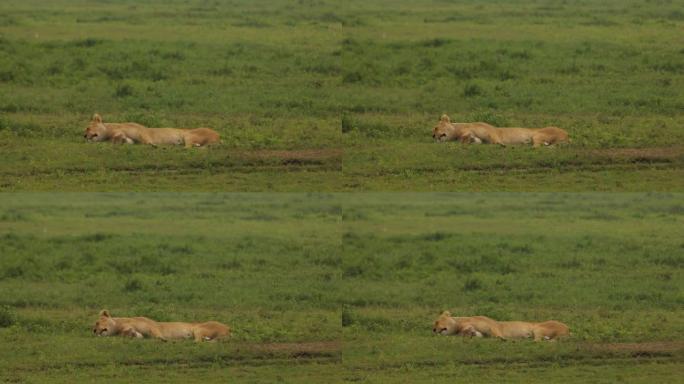 孤独的非洲狮子雌性轻轻地躺在绿草上移动的耳朵上