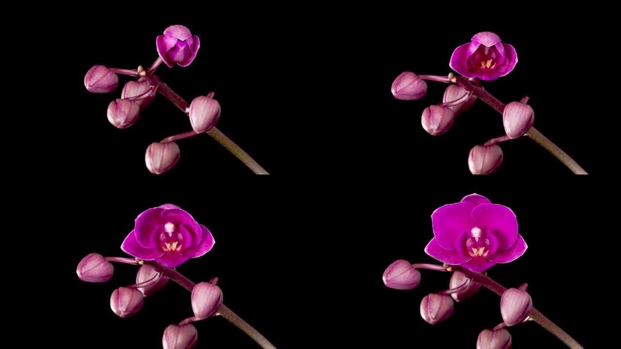 盛开的紫色兰花蝴蝶兰花