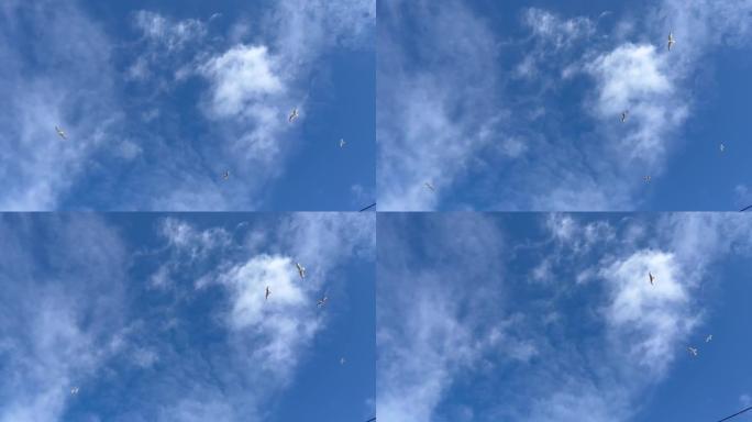 在蓝天的背景下飞行的海鸥