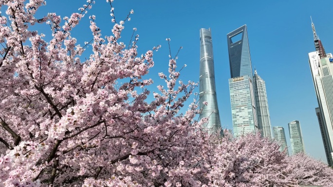 上海城市春天陆家嘴地标上海樱花北上广樱花