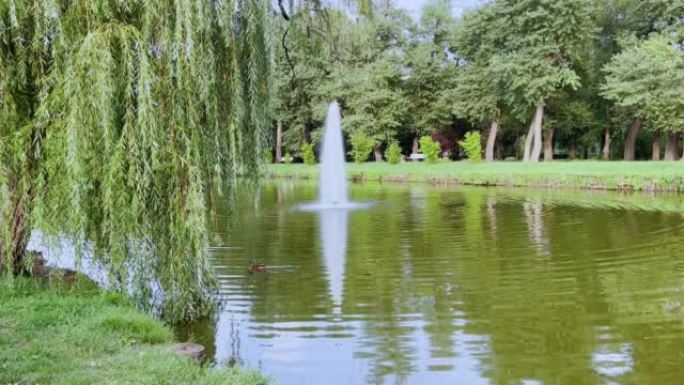 城市公园里有喷泉的池塘附近的自然。在iPhone 13 pro相机上拍摄的视频示例。