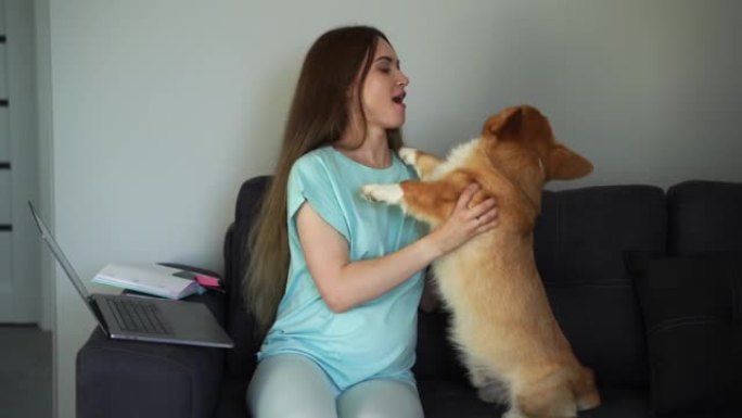 Pregnant woman with Corgi dog working online with 