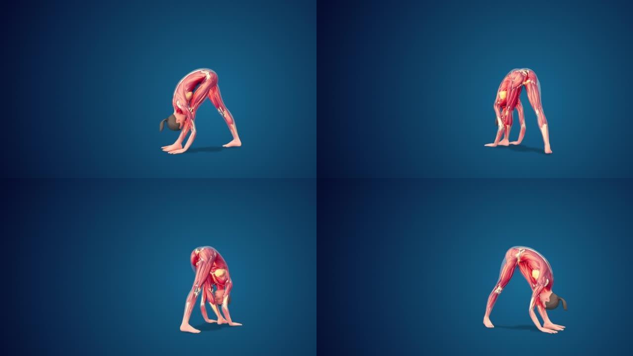 蓝色背景上的3D人类Parsvottanasana瑜伽姿势，可循环