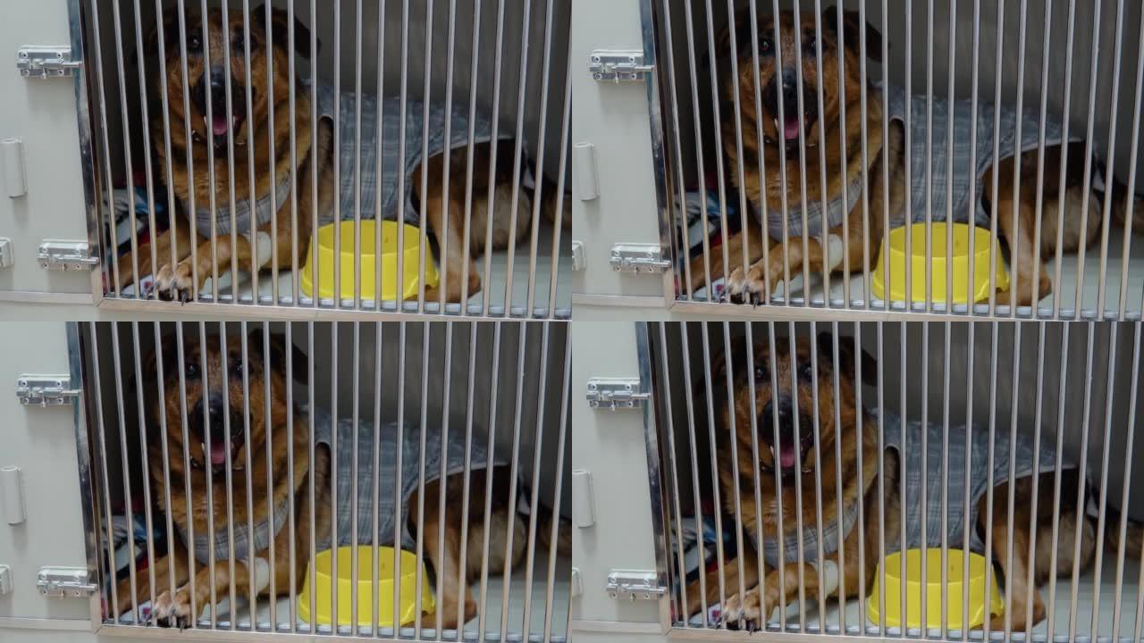 动物收容所狗笼中的混合犬种狗悲伤的脸在兽医诊所感到孤独