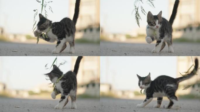 一只没有眼睛的小猫在玩草，近景慢镜头。