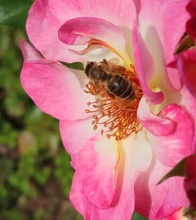 A bee collects pollen on a pink flower