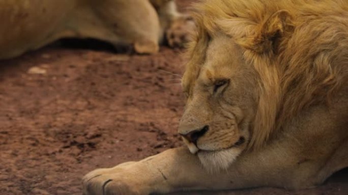雄伟的非洲狮子枪口脸的特写镜头，躺着动物之王
