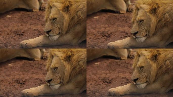 雄伟的非洲狮子枪口脸的特写镜头，躺着动物之王