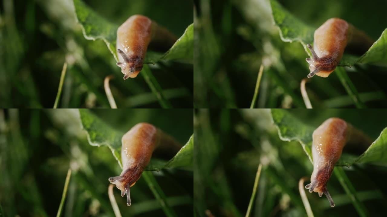 令人惊叹的动物蛞蝓在绿草地上爬行