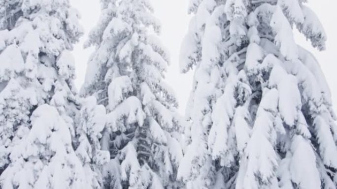 在大雪的重压下弯曲的针叶树树枝