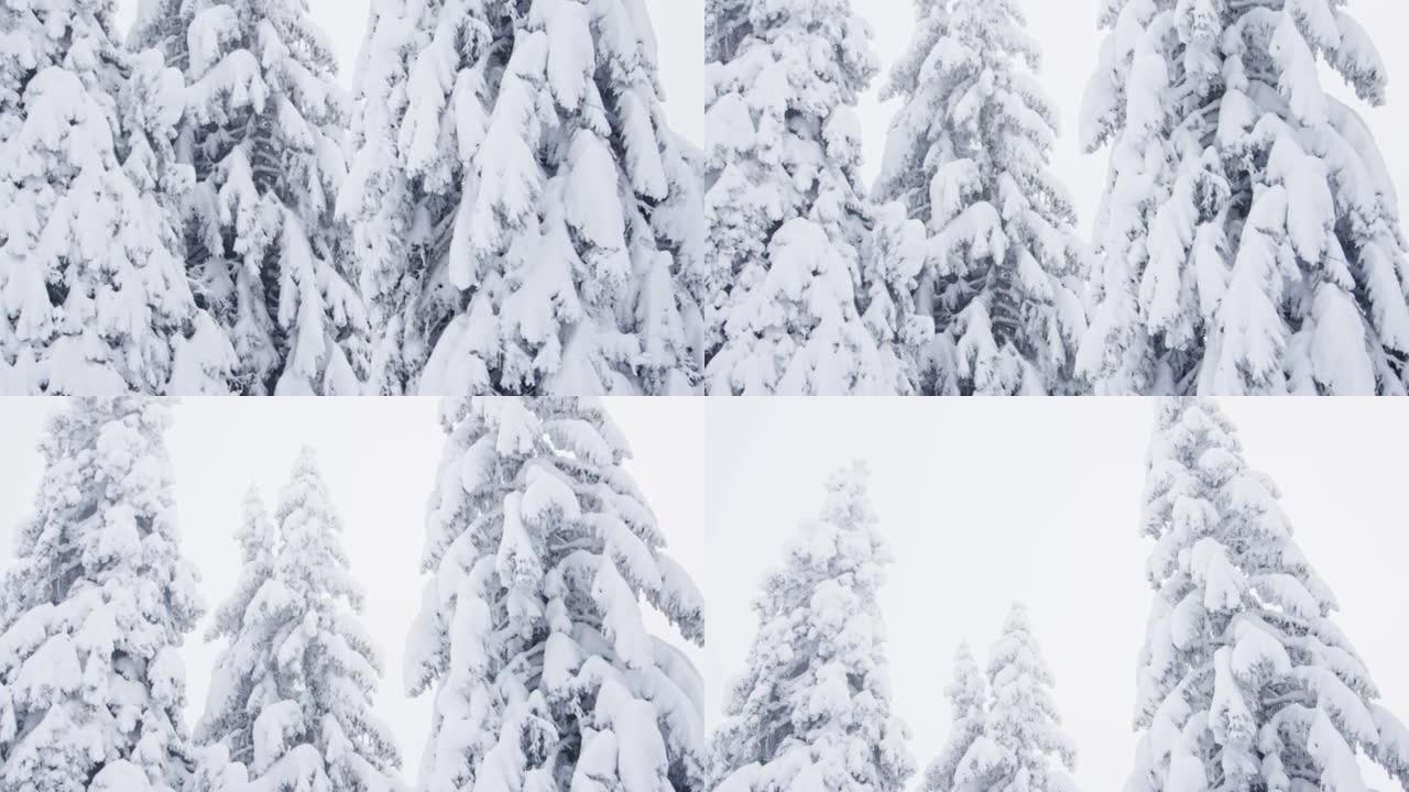 在大雪的重压下弯曲的针叶树树枝