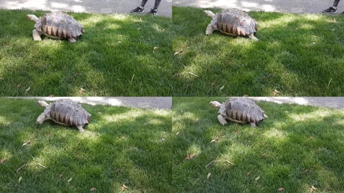 乌龟在公园散步