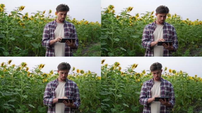 男子农艺师农民用数字平板电脑站在向日葵田里，使用应用程序，互联网进行智能农业现代技术。牧场主使用在线