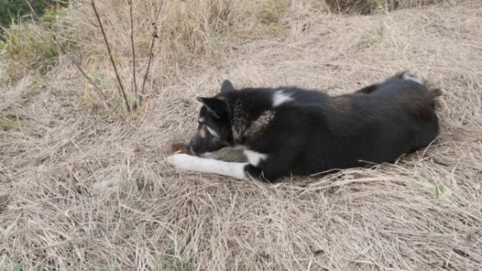黑白狗躺在干黄草上吃不新鲜的面包。白天，爪子之间的面包